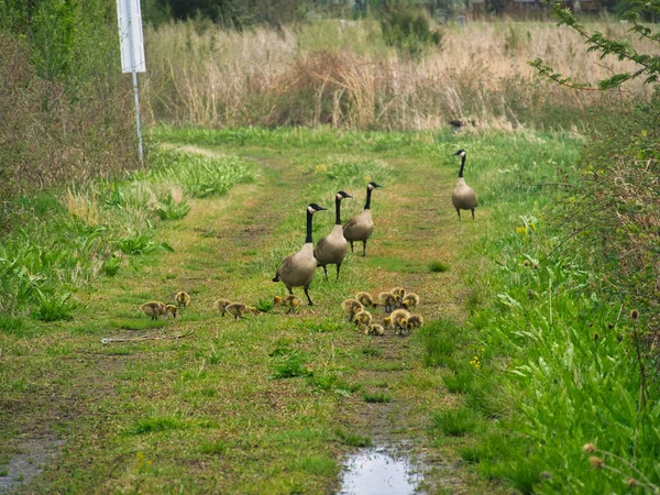 Group Canadian Geese Goslings Evergy Wetlands Gardner Kansas — Foto de Stock