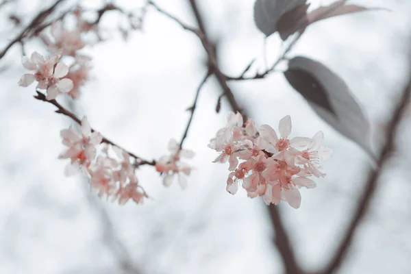 Closeup Cherry Blossom Branches Garden — Stock Photo, Image