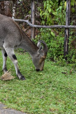A closeup of a Nilgiri tahr grazing beside a road