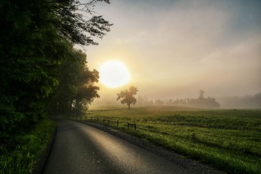 A beautiful sunrise over a foggy wilderness field with trees