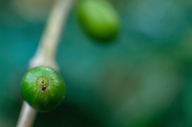 Hipotenemus hampei ile enfekte olmuş olgunlaşmamış kahve kirazının yüzeysel odak noktası.