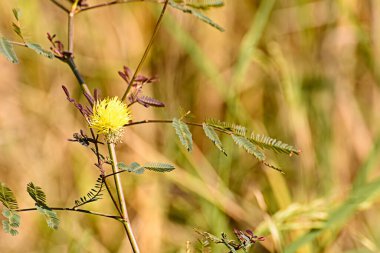 A closeup shot of a yellow wildflower on a field