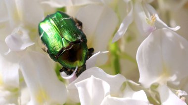 Beyaz çiçeklerin üzerindeki yeşil güllerin seçici odak noktası.