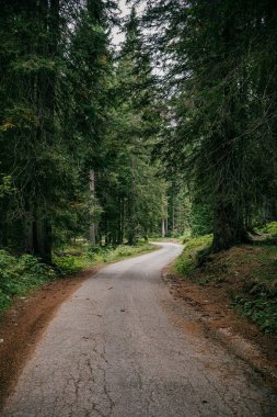 Yeşil kozalaklı ağaçlarla ormandan geçen yolun dikey görüntüsü. Karadağ 'da yürüyüş.