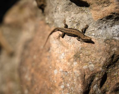 A lizard crawling on the surface of a stone