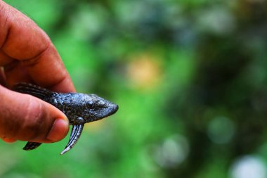 A closeup shot of a hand holding a black snake head with its fangs out