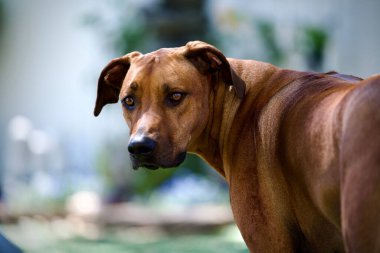 A closeup shot of Rhodesian Ridgeback