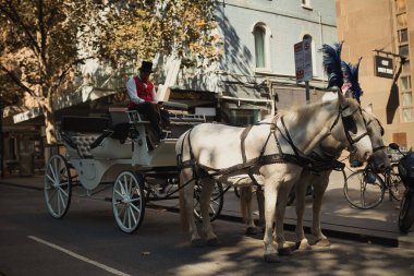 Şehrin sokaklarında at arabası çeken seçici beyaz atlar.