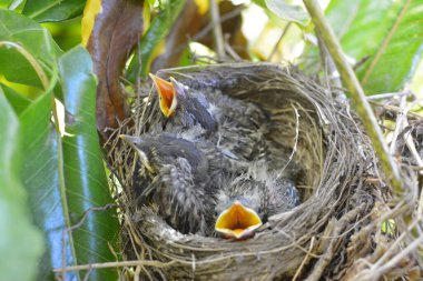 Yuvada yeni doğmuş yavruların yakın plan çekimi.