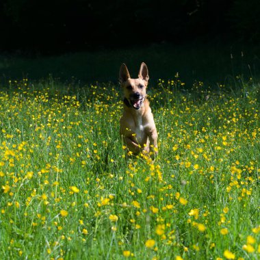 A cute dog running on a field of flowers in sunny weather