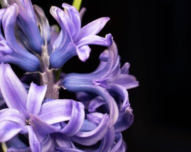 A closeup shot of beautiful Hyacinth flowers with a nice contrasting black background
