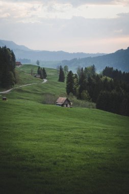 Çam ağaçlarıyla çevrili yeşil çim tarlasında küçük bir evin dikey görüntüsü.