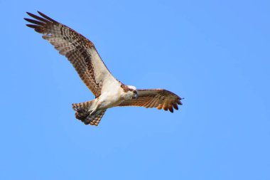 A low angle shot of Osprey during flight in background of blue bright sky