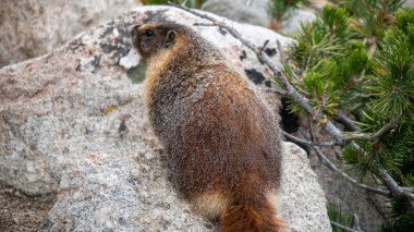 Plump Marmot posing for a photo