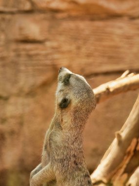 A vertical shot of a cute meerkat looking away