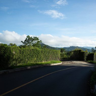A picturesque view of lush green Mimosa caesalpiniifolia along an asphalt road on blue cloudy sky background