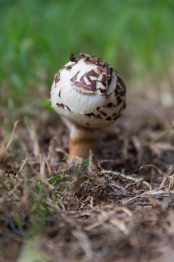 wild brown and white mushroom in the mountains of Cordoba, Argentina