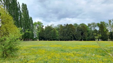Sarı çiçekli, yeşil yapraklı bir tarlanın güzel manzarası. Gün boyunca bulutlu gökyüzüne karşı.