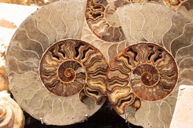 A closeup of the ammonite shells internal chambers.