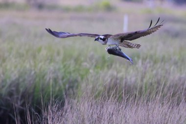 Bir bataklık gemisinin uçarken yakaladığı balığın seçici odak noktası.