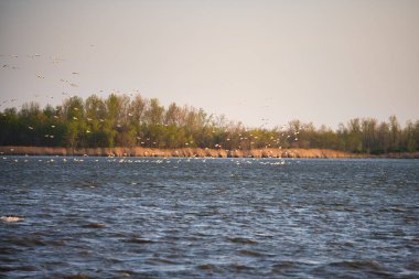 A scenic view of a flock of birds flying above the Horseshoe lake in Lechlade, United Kingdom