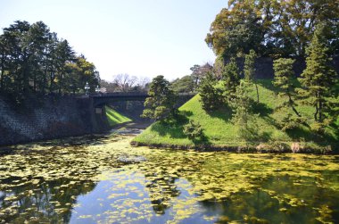 Mavi gökyüzünün altında bir köprüsü ve ağaçları olan bir ormanda güzel bir bataklık manzarası.
