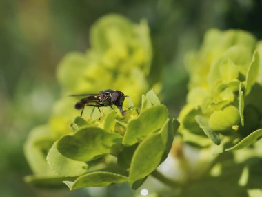 A macro shot of a Hoverfly standing on yellow flowers on blurred background