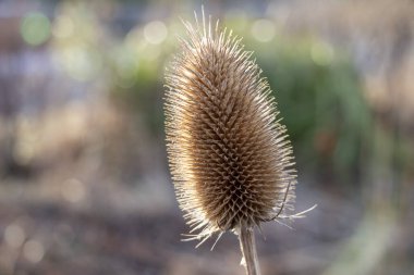 A closeup of a dried Teasel forest plant against a blurry background