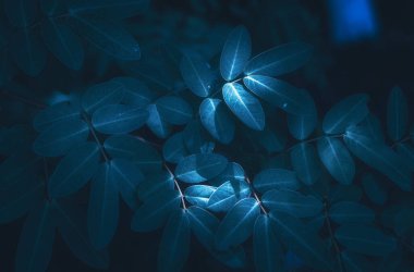 A beautiful texture of twigs with green leaves illuminated in the darkness