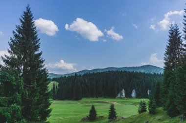 Romanya 'nın Apuseni dağlarındaki ladin ormanlarının güzel manzarası.