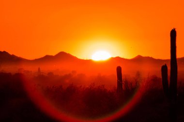 The Sunset over the desert cactus in the Sonoran desert outside phoenix, Arizona
