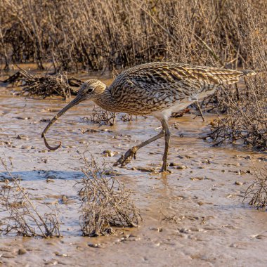 Çamurdaki Uzakdoğu kıvrımının güzel bir görüntüsü