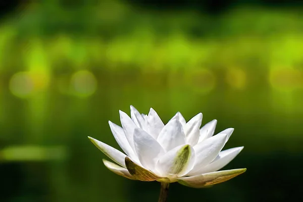 Closeup White Water Lily Blurry Green Background — Stockfoto