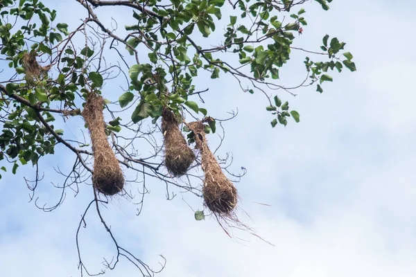 Low Angle Shot Hanging Nests Birds Tree — Stock Photo, Image