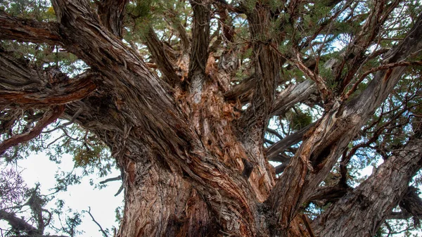Nahaufnahme Eines Baumes John Muir Trail Kalifornien — Stockfoto