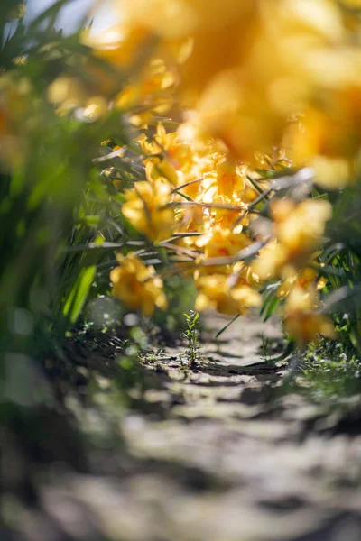 Vertical Shot Yellow Daffodils Field Vancouver British Columbia Canada — Foto Stock