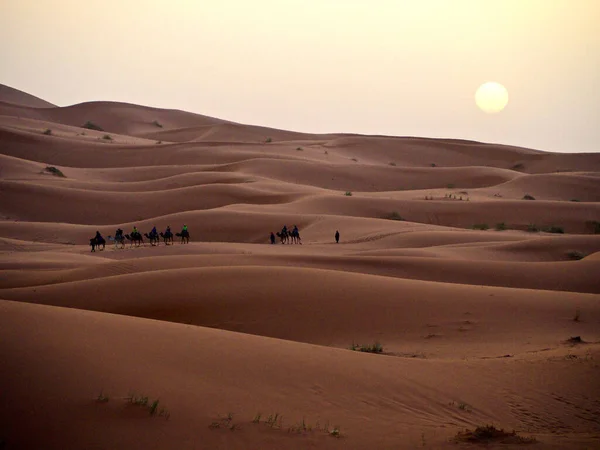 Horizontal View Camel Walk Group Tour Sahara Desert Sunrise — Stockfoto