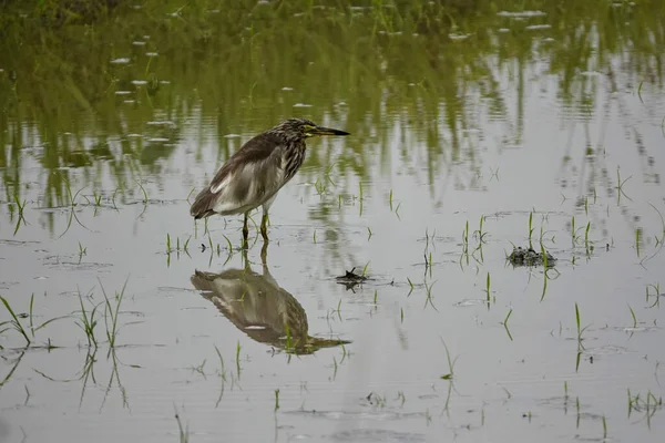 Gray Heron Standing Pond Gloomy Day — Stok fotoğraf