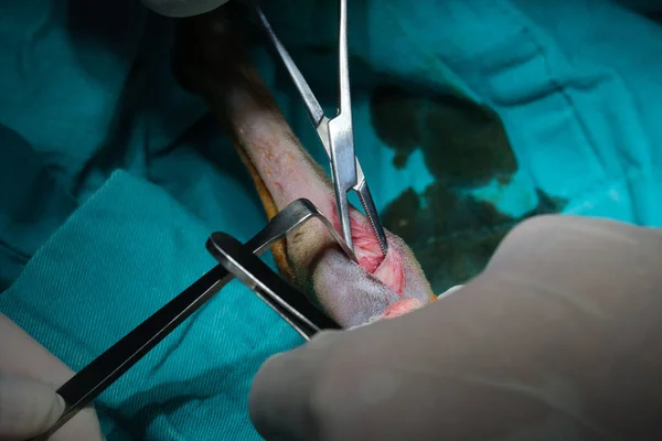 Closeup Shot Veterinarian Performing Surgery Animal — Stock Photo, Image