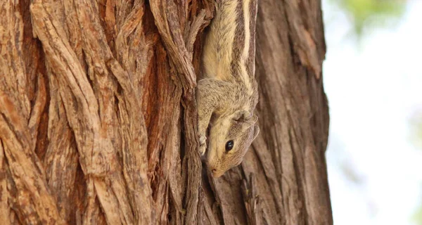 Closeup Squirrel Tree Bark — Stock fotografie