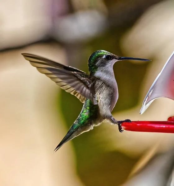 A cute hummingbird with wings spread wide perching on a feeder