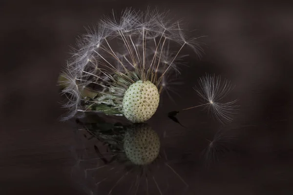 Closeup Withered Dandelion Dark Background — Stok fotoğraf
