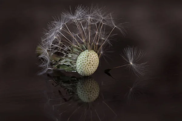 Closeup Withered Dandelion Dark Background —  Fotos de Stock