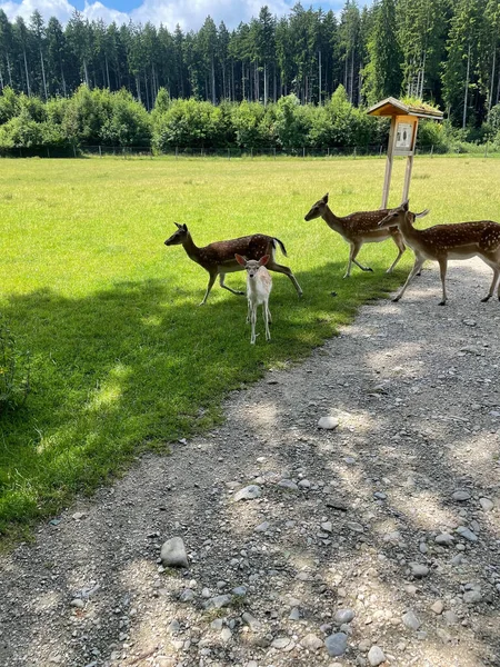 Vertical Shot European Fallow Deers Walking Field Fir Trees Background — Stock Photo, Image