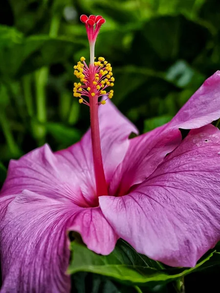 Vertical Closeup Shot Pink Hibiscus — Fotografia de Stock