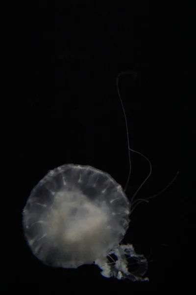 Close Medusas Brancas Subaquáticas — Fotografia de Stock