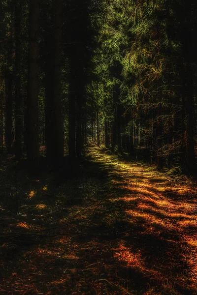 Vertical Mystic View Path Woods Partially Lit Sunlight — Stock Photo, Image