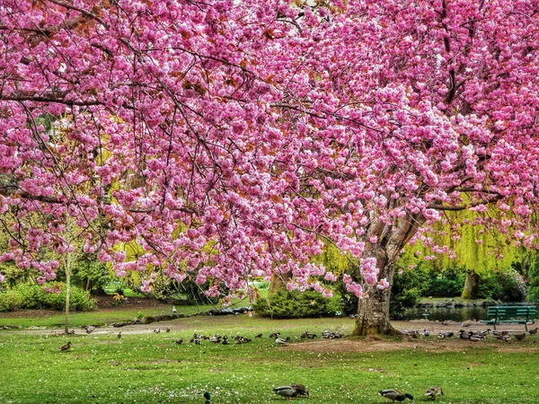 カナダ Bc州ビーコンヒル公園で昼間に大きな桜の木の下に草の上に立っている鳥の小さな群れ — ストック写真