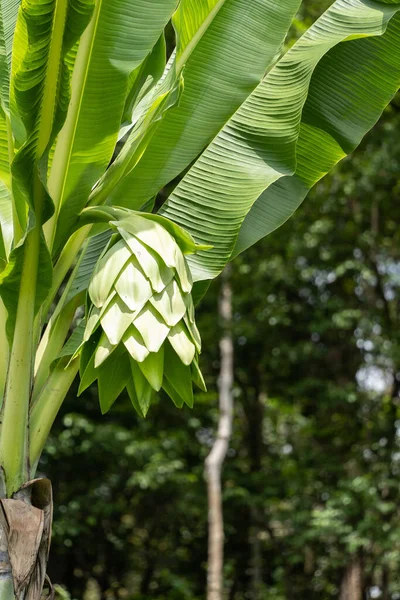 Shallow Focus Green Banana Flower Banana Tree —  Fotos de Stock