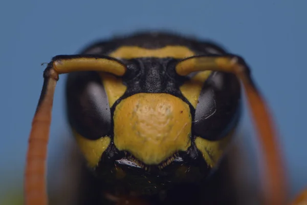 Macro Shot Small Wasp Blurry Background — Stock Photo, Image